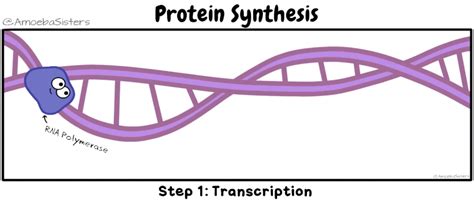 Protein Synthesis Mrs Gonzalez Biology Class