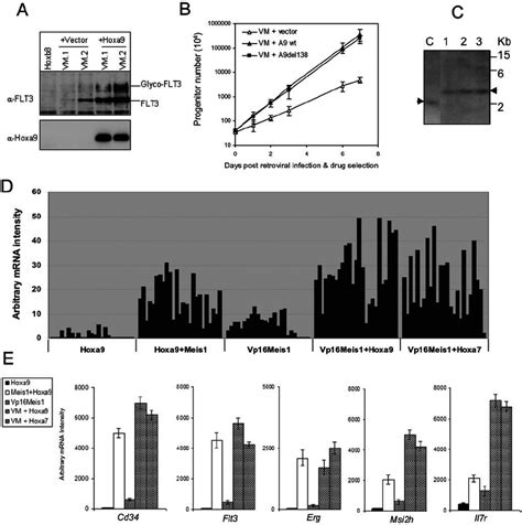 Both Hoxa9 And Hoxa7 Activate Expression Of Meis1 Related Signature