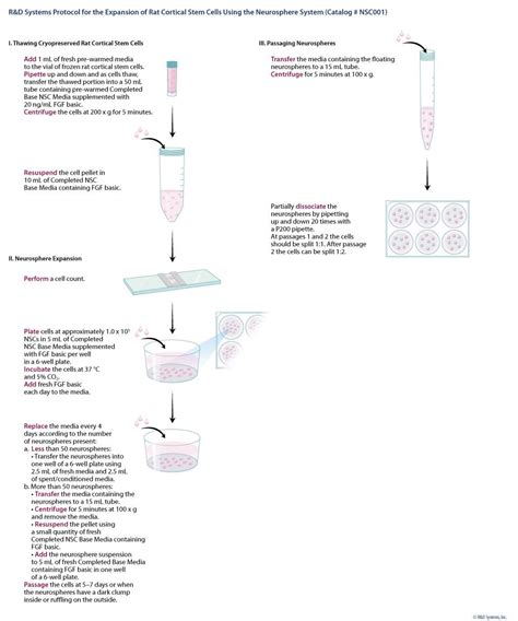 Rat Cortical Stem Cells 3 X 10e6 Cellsvial Nsc001 By Randd Systems