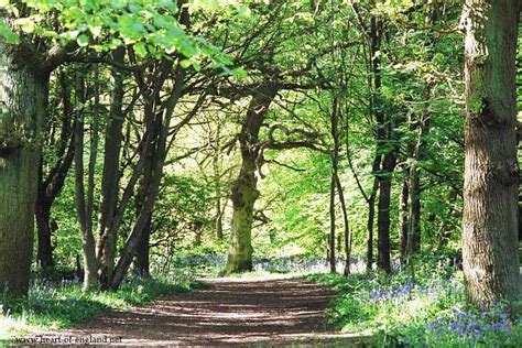 Heart Of England The Forest Of Arden