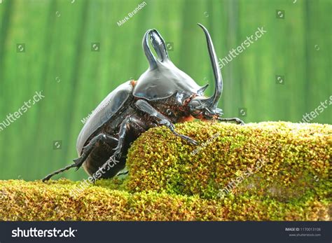 Rabbit Ears Beetles Eupatorus Birmanicus Horned Stock Photo 1170013108