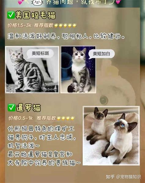 第一次养猫，什么猫最好养？ 知乎