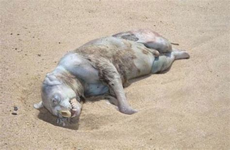 The Mystery Of The Montauk Monster The Strange Carcass With An Unknown