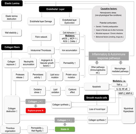 Schematic presentation of the major pathophysiological processes and... | Download Scientific ...