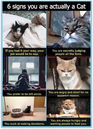 6 Signs You Are Actually A Cat Cats Funny Cat Memes Cat Memes