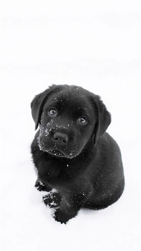 Cute Black Lab Puppy Wallpapers - Pets Lovers