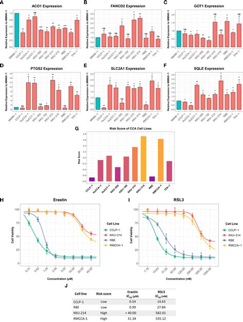 Frontiers Identification And Validation Of A Novel Ferroptosis