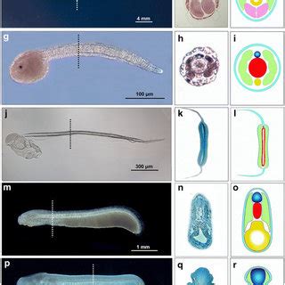 (PDF) Evolution of the notochord