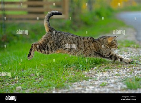 Domestic Cat House Cat Felis Silvestris F Catus Jumping To The