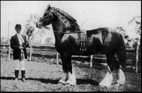 The Shire Horse Waler Horse Database