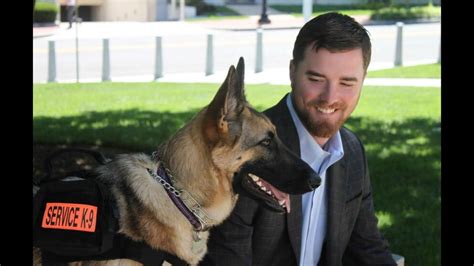 Video Marine service dog handler honors late companion - ABC News