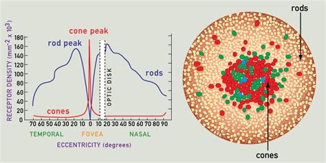 What Happens If Cone Cells Are Absent In Eye