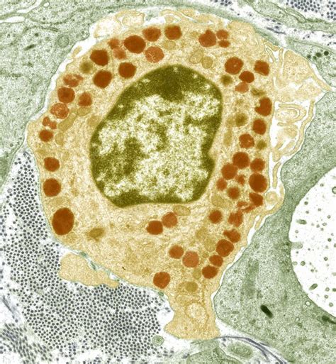 Macrophage Cell Tem Stock Image C Science Photo Library