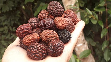 Rudraksha Types