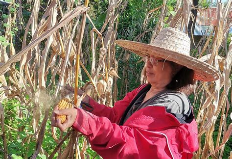 Empowering Rural Women with AGREE: Tasing's Life on Philippine Cornfields