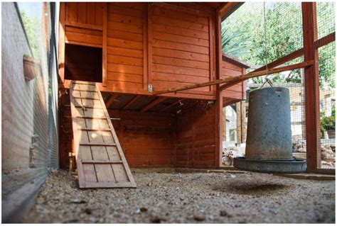 Poulaillers En Bois Pour Poules Ducatillon Belgique