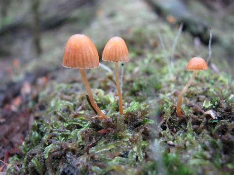 Галерина моховая (Galerina hypnorum) фото и описание