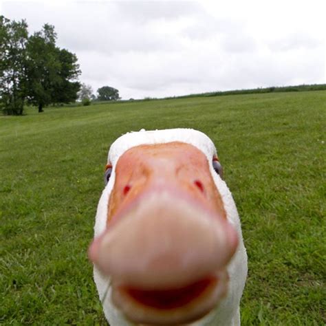 Selfie Duck Pictures Funny Animal Memes Funny Duck