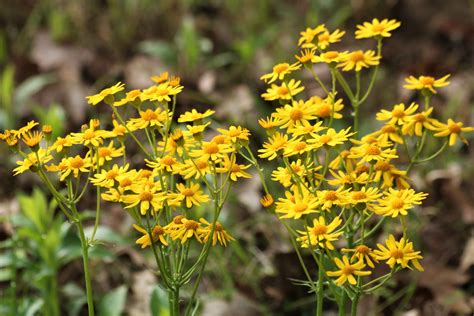 Prairie Ragwort Wildflowers 3 Free Stock Photo Public Domain Pictures