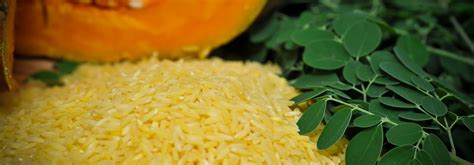 Golden Rice | International Rice Research Institute