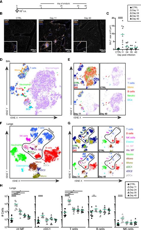 Frontiers Intranasal Delivery Of Mva Vector Vaccine Induces Effective