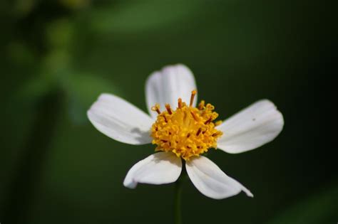 Premium Photo A White Flower With Yellow Petals And The Yellow Center