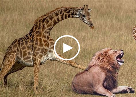 The fierce battle of the mother giraffe with the lion for the life of ...