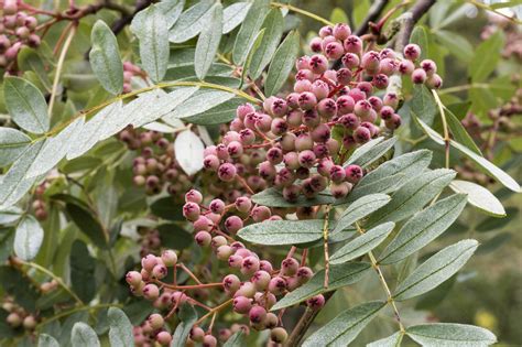 Sorbus Flower Leaf Care Uses Picturethis