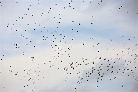 Flying Birds Free Stock Photo Public Domain Pictures