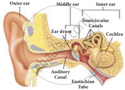 Describe the structure and function of the human ear? - Science ...