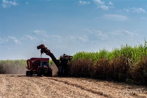 Mechanized Harvesting Of Sugar Cane On The Farm Of A Fuel Ethanol