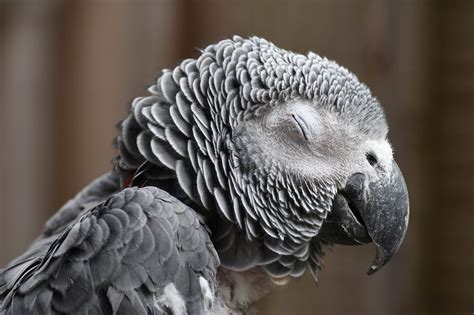 5 especies de pájaros ideales para la gente mayor MascotasAqui