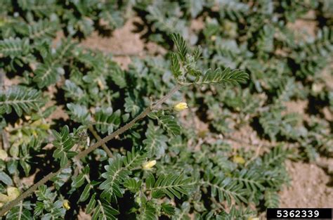 Puncturevine Tribulus Terrestris