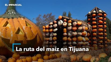 La ruta del maíz en Tijuana YouTube