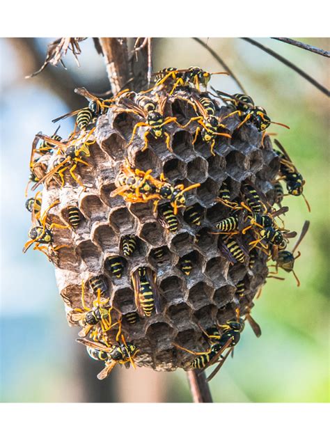 Stinging Insects