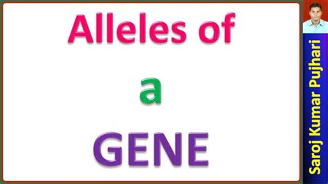 Alleles of a gene | PPT