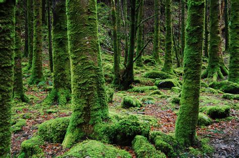 Photo Of Trees Covered In Moss · Free Stock Photo