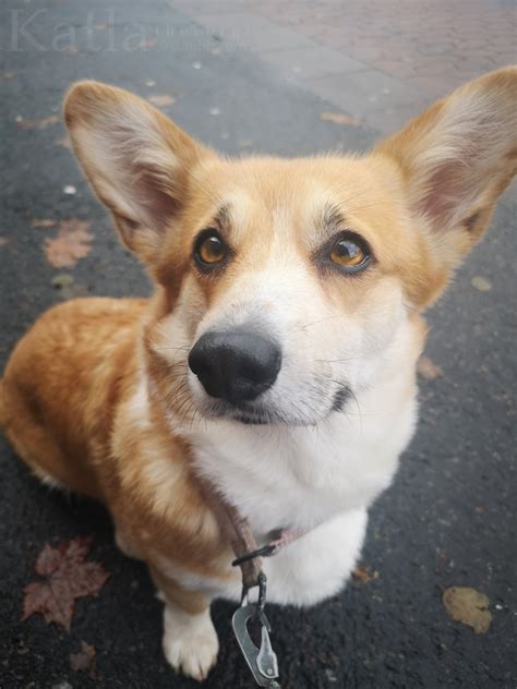 Corgi Tumblr