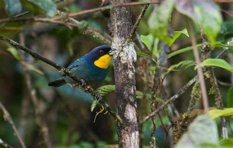 Purplish Mantled Tanager Alchetron The Free Social Encyclopedia