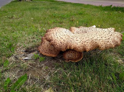 Scaly Sail Mushroom In Free Photo On Pixabay Pixabay