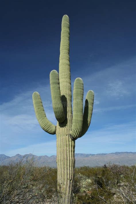 Saguaro Desert Cactus Plants