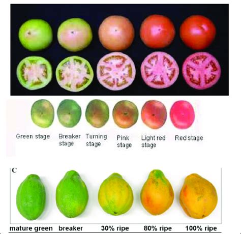 Different Stages Of Maturity In Papaya Download Scientific Diagram