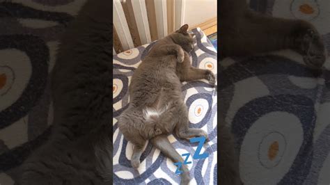 Несмотря ни на что 😸 кот теперь тут спит - YouTube