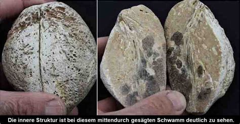 De Belemniet Fossile Und Rezente Schw Mme