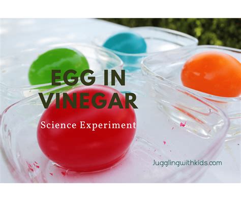 What Is Egg Shell Vinegar At Bethany Barrett Blog