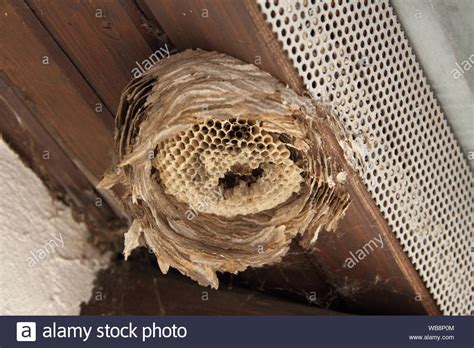 An Old Wasp Nest Under A House Roof Stock Photo Alamy