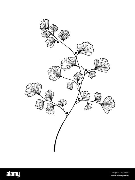 Hand Drawn Ginkgo Biloba Leave Outline Ginkgo Leaf Floral Exotic