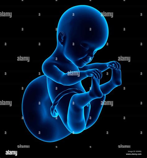 Fetal Development 25 Weeks Hi Res Stock Photography And Images Alamy