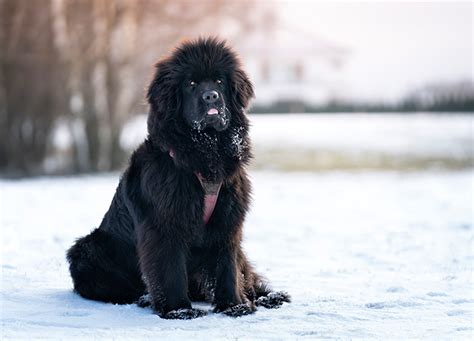 7 Canadian Dog Breeds That Are as Sweet as Maple Syrup - PureWow