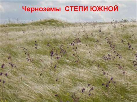 Классификация, таксономия и номенклатура почв - online presentation